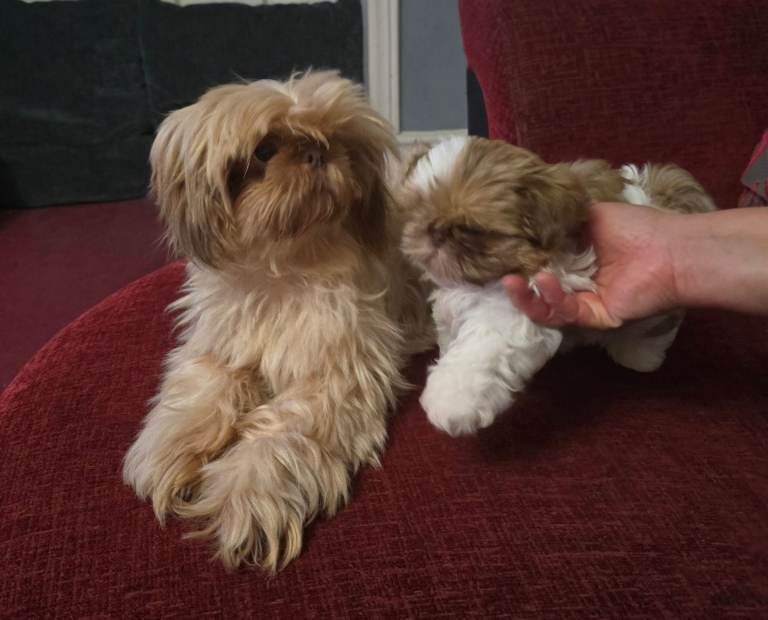 Shih Tzu puppies for sale in Witham, Essex – 3 months old - Image 3 of 4