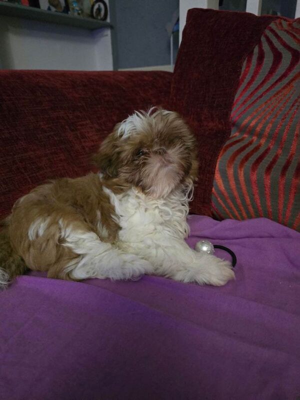 Shih Tzu puppies for sale in Witham, Essex – 3 months old - Image 4 of 4