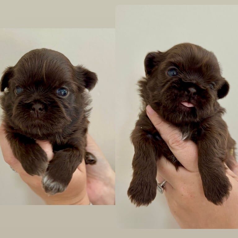 Shih Tzu puppies for sale in Liverpool, Merseyside – KC registered, 4 weeks old