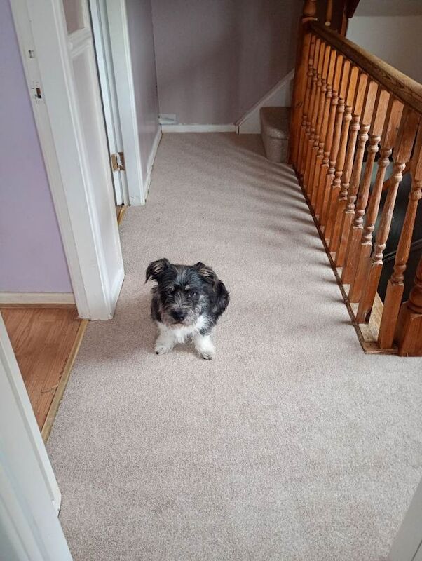 Shih Tzu Puppies For Sale