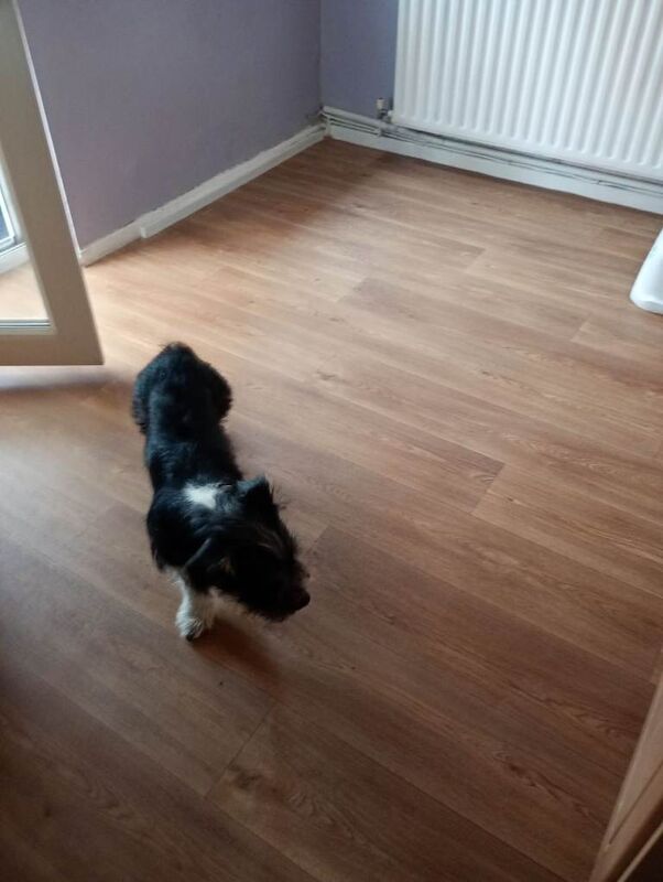 Male puppy - Image 2 of 3