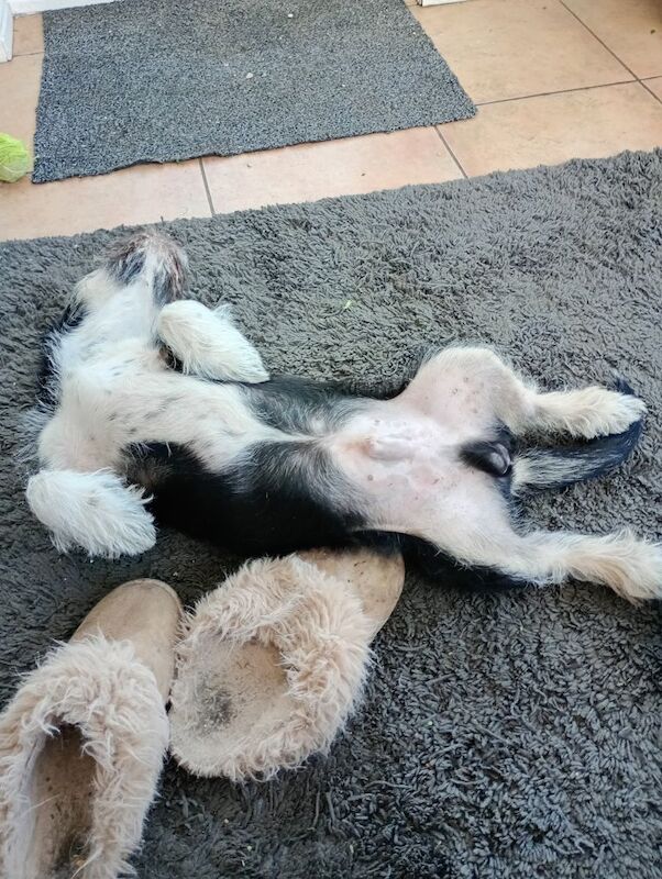 Male puppy - Image 3 of 3