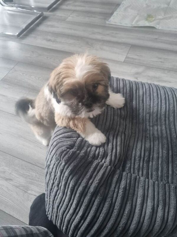 Shih Tzu puppies for sale in Clackmannan, Clackmannan – 3 months old - Image 2 of 3