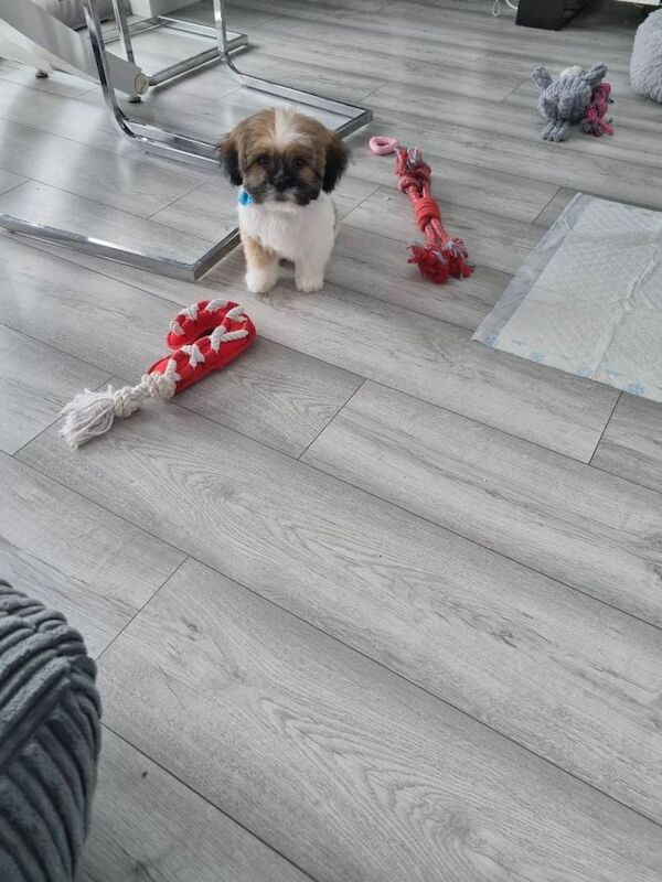 Shih Tzu puppies for sale in Clackmannan, Clackmannan – 3 months old - Image 3 of 3