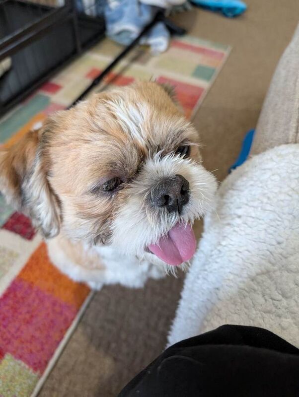 Male Shih Tzu 22 months
