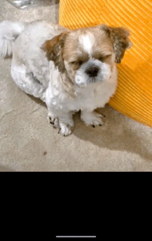 Male Shih Tzu 22 months - Image 2 of 3