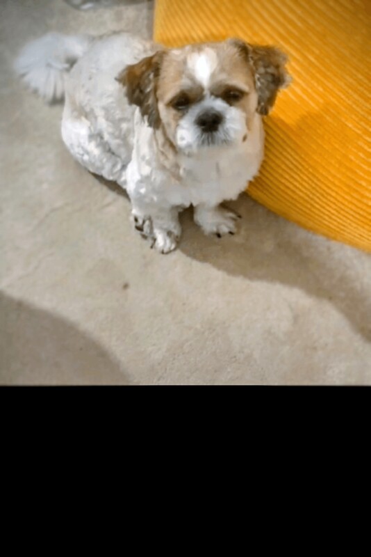 Male Shih Tzu 22 months - Image 3 of 3