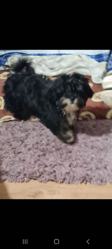 Shih Tzu puppies for sale in Newtownards, County Down – 4 months old