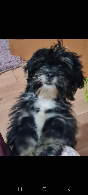 Shih Tzu puppies for sale in Newtownards, County Down – 4 months old - Image 2 of 5