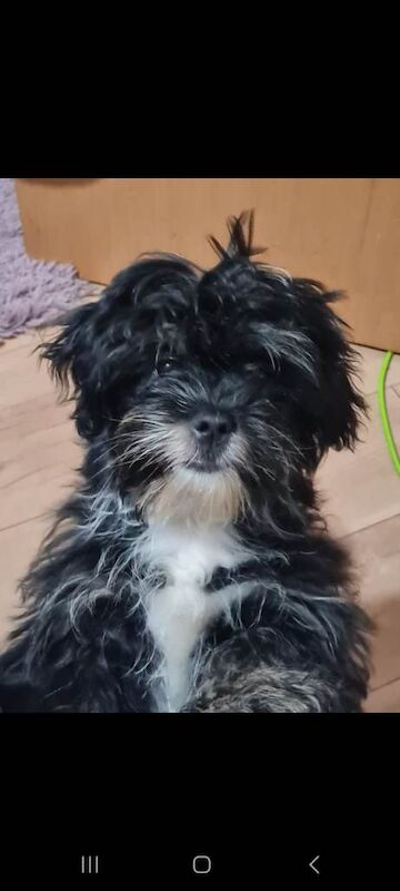 Shih Tzu puppies for sale in Newtownards, County Down – 4 months old - Image 3 of 5