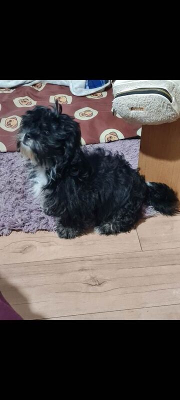 Shih Tzu puppies for sale in Newtownards, County Down – 4 months old - Image 5 of 5