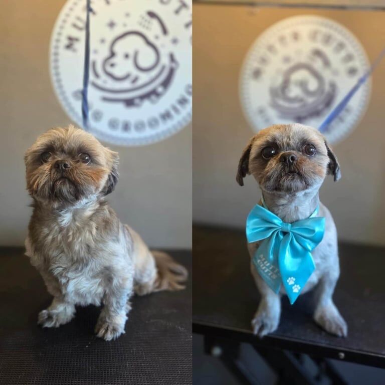 Shih Tzu puppies for sale in Grimsby, Lincolnshire – 4 years old