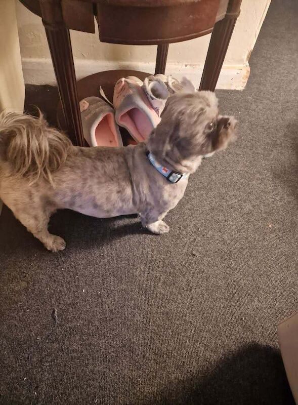 Shih Tzu puppies for sale in Grimsby, Lincolnshire – 4 years old - Image 2 of 3