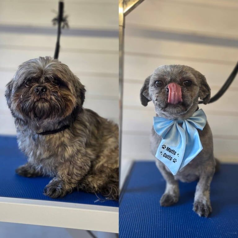 Shih Tzu puppies for sale in Grimsby, Lincolnshire – 4 years old - Image 3 of 3