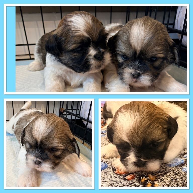 Shih Tzu Puppies For Sale Under £1,000