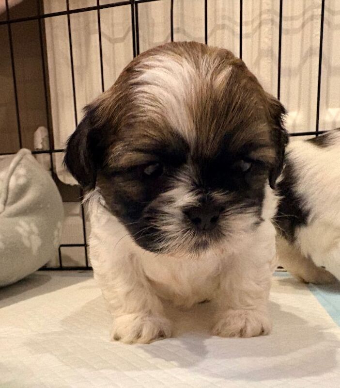 Male Shiihtzu Puppies - Image 2 of 4