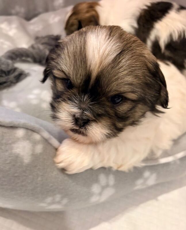 Male Shiihtzu Puppies - Image 3 of 4