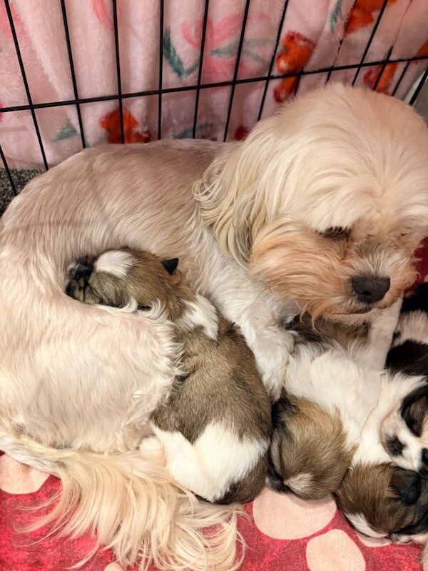 Male Shiihtzu Puppies - Image 4 of 4