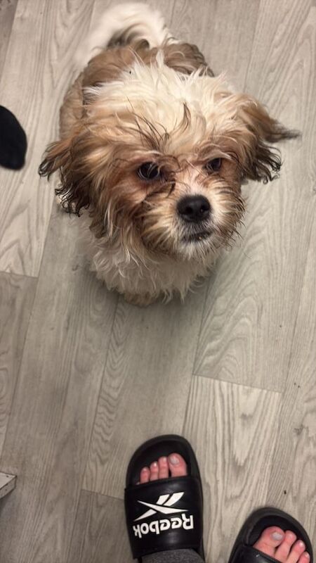 Shih Tzu Puppies For Sale