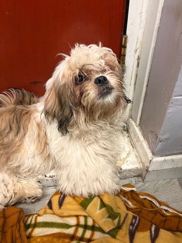 Shih Tzu puppies for sale in Romford, Greater London – 5 months old - Image 2 of 2