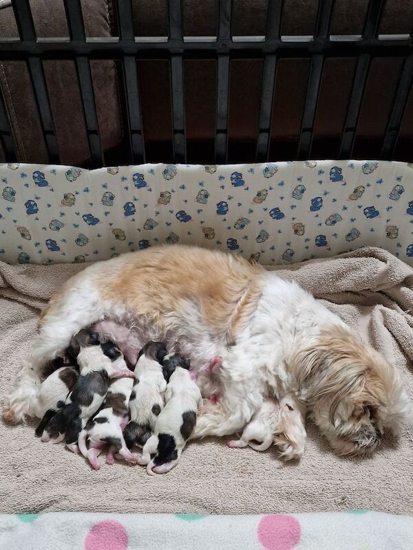 Shih Tzu puppies for sale in Grangetown, North Yorkshire – 3 weeks old - Image 2 of 4
