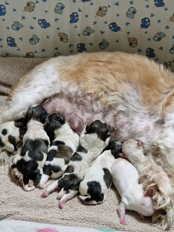 Shih Tzu puppies for sale in Grangetown, North Yorkshire – 3 weeks old - Image 3 of 4