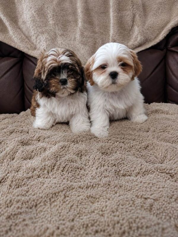 Mini shih Tzu puppys