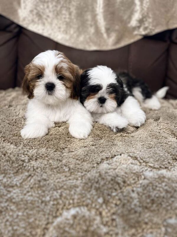 Mini shih Tzu puppys - Image 2 of 4
