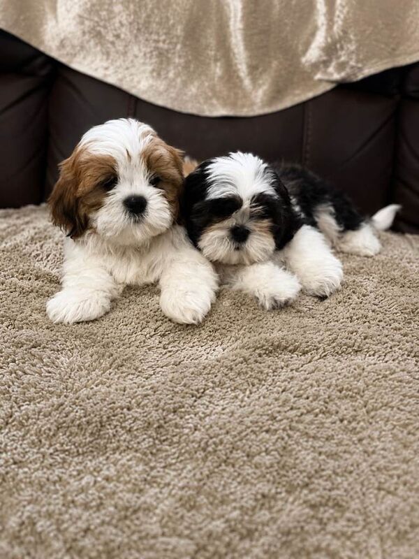 Mini shih Tzu puppys - Image 3 of 4