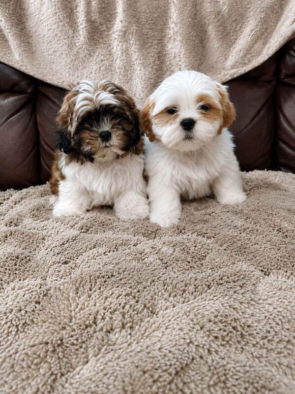Mini shih Tzu puppys - Image 4 of 4
