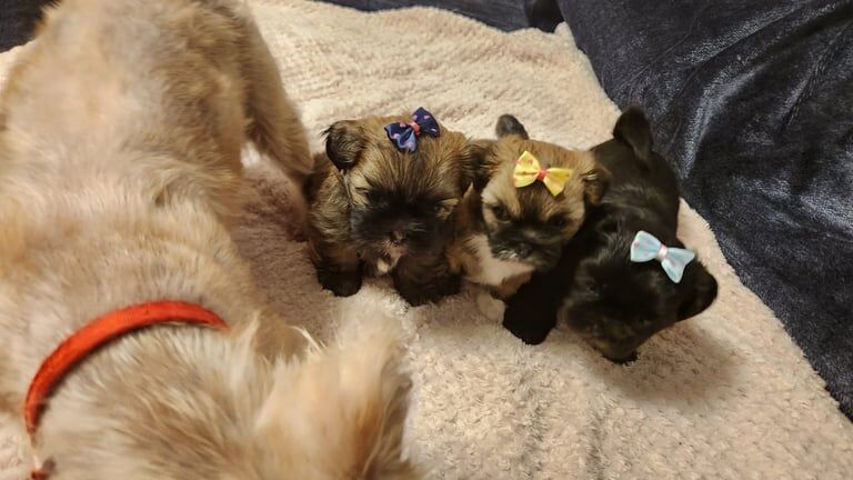 Shih Tzu puppies for sale in Wolverhampton, West Midlands – 5 weeks old