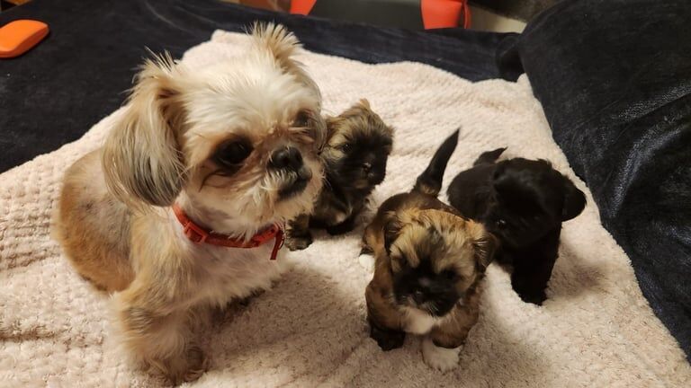 Shih Tzu puppies for sale in Wolverhampton, West Midlands – 5 weeks old - Image 2 of 3
