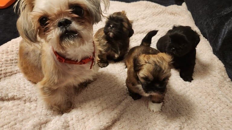 Shih Tzu puppies for sale in Wolverhampton, West Midlands – 5 weeks old - Image 3 of 3