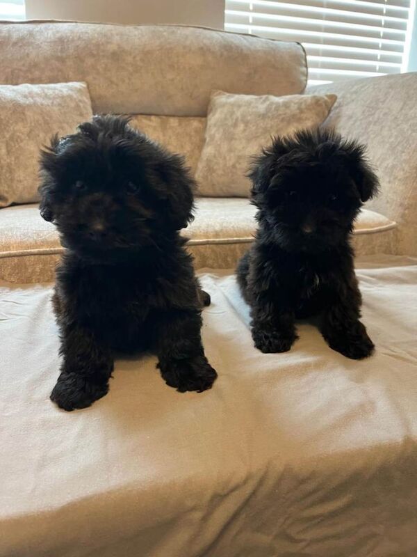 Miniature shih tzu x toy poodle puppies