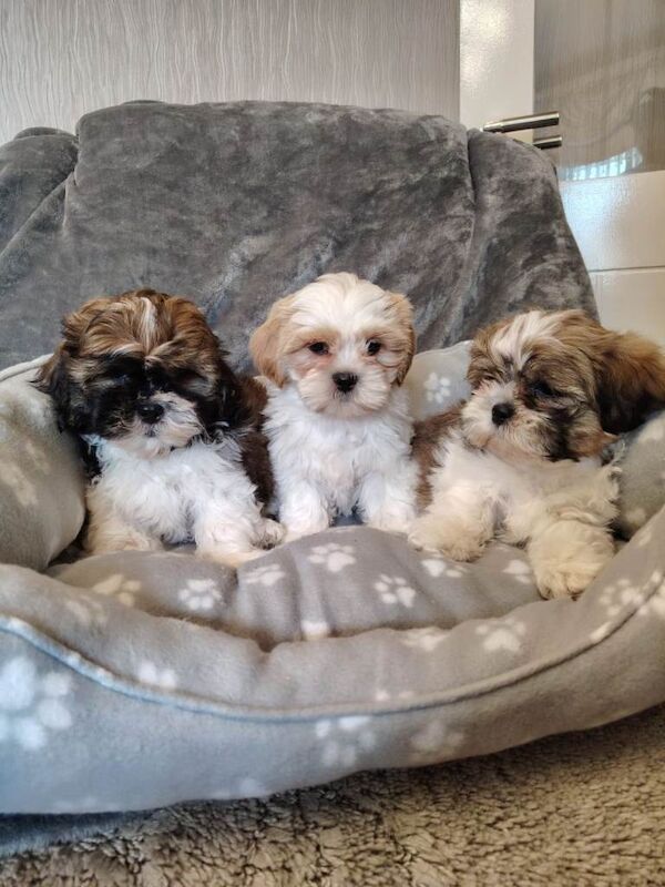 Shih Tzu Puppies For Sale Under £1,000