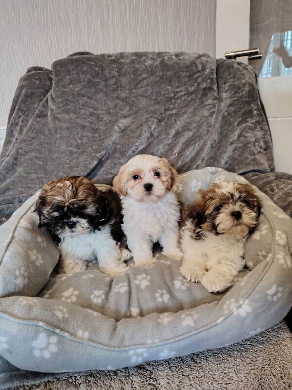 miniature shith tzu puppies - Image 2 of 3