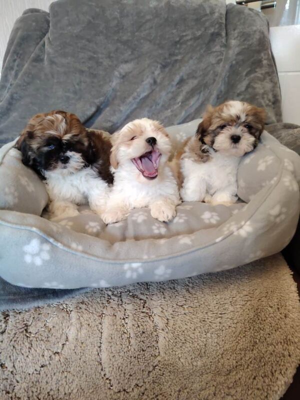 miniature shith tzu puppies - Image 3 of 3