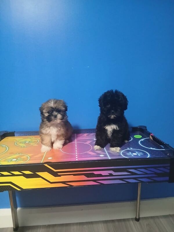 Shih Tzu puppies for sale in Belfast, County Antrim – 8 weeks old