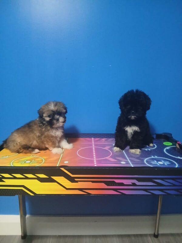 Shih Tzu puppies for sale in Belfast, County Antrim – 8 weeks old - Image 2 of 3