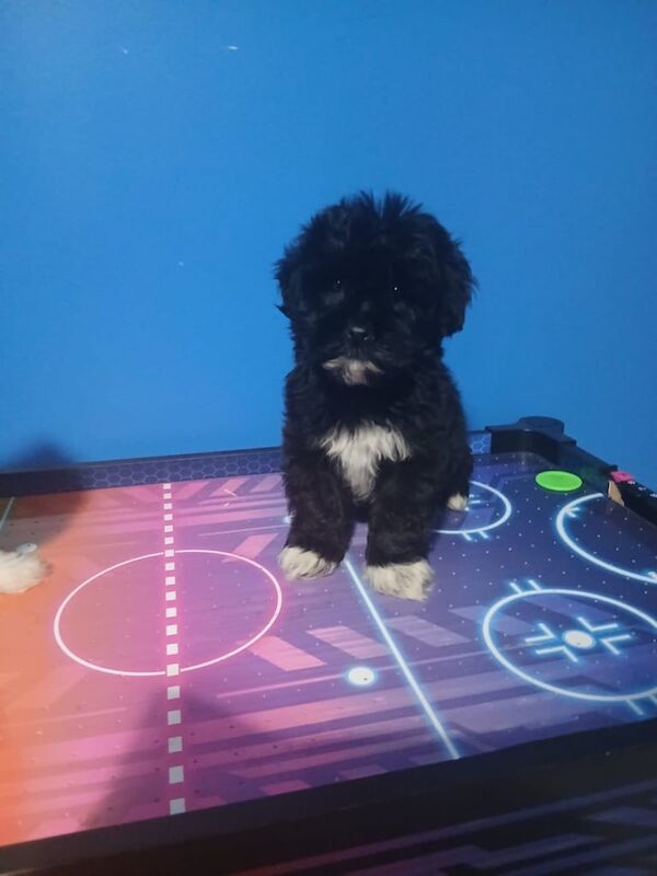 Shih Tzu puppies for sale in Belfast, County Antrim – 8 weeks old - Image 3 of 3