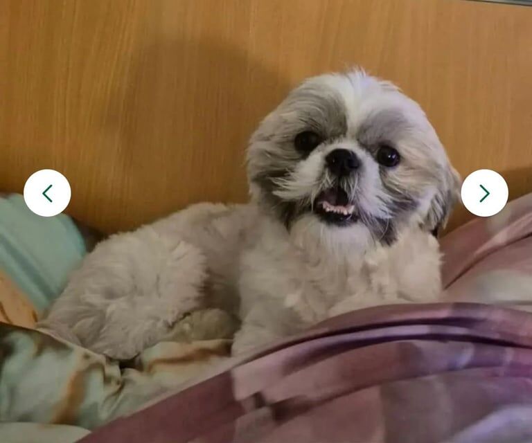 Shih Tzu puppies for sale in Sunderland, Tyne and Wear – 2 years old