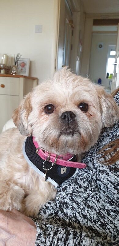 Shih Tzu Dogs And Puppies For Adoption