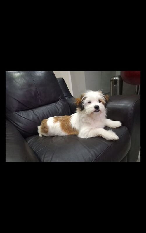 Shih Tzu puppies for sale in Ladywood, West Midlands – 5 months old