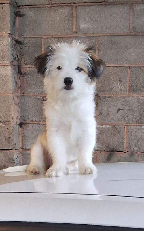Shih Tzu puppies for sale in Ladywood, West Midlands – 5 months old - Image 2 of 3