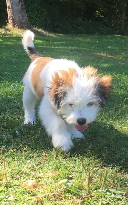 Shih Tzu puppies for sale in Ladywood, West Midlands – 5 months old - Image 3 of 3