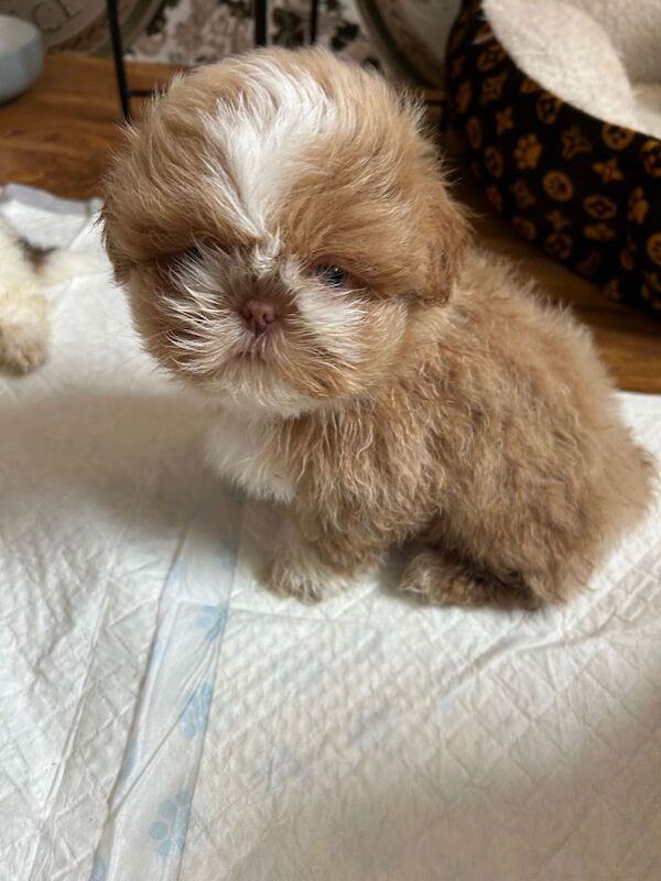 One male pedigree shihtzu for sale