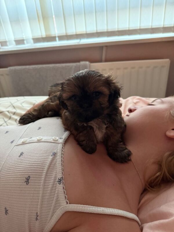 Pedigree Shih Tzu puppies for sale
