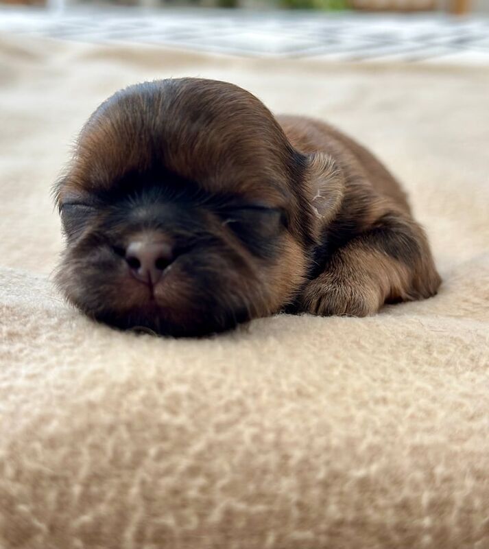 Shih Tzu puppies for sale in Crewe, Cheshire – KC registered, 2 weeks old