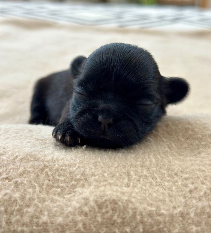 Shih Tzu puppies for sale in Crewe, Cheshire – KC registered, 2 weeks old - Image 2 of 3