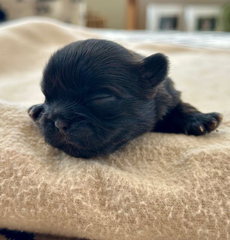 Shih Tzu puppies for sale in Crewe, Cheshire – KC registered, 2 weeks old - Image 3 of 3